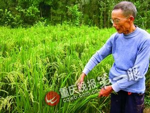 木匠成功培育越年再生稻栽一次可多年收割(图)